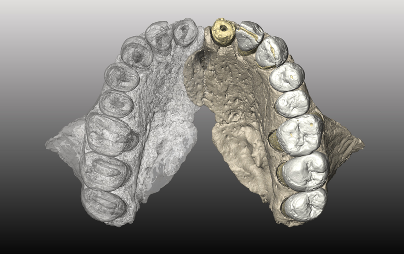 Virtual reconstruction of the jaw. The transparent side is a mirror image of the preserved portion. (Image: Gerhard Weber, University of Vienna)